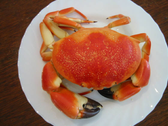 crab