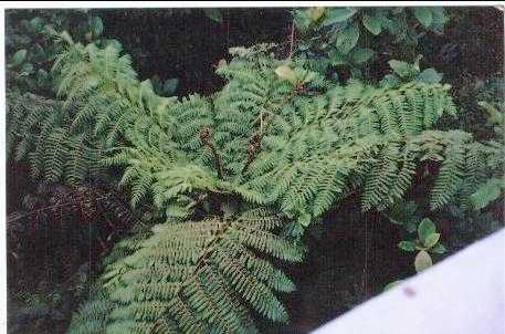 fern