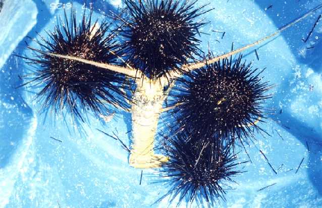 sea urchins