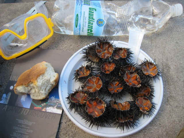 sea urchins.jpg (107014 bytes)
