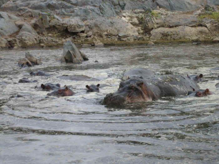 hippo.jpg (110577 bytes)