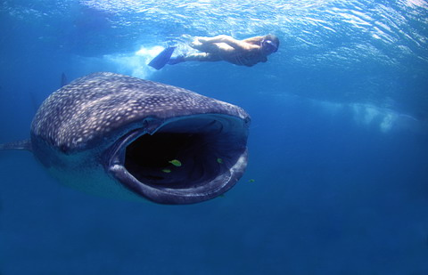 whale-shark-feeding.jpg (53402 bytes)