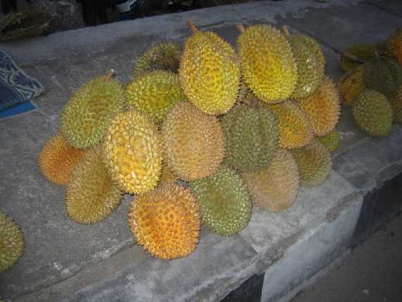 Durians_5_2_1_1_1.jpg (28952 bytes)