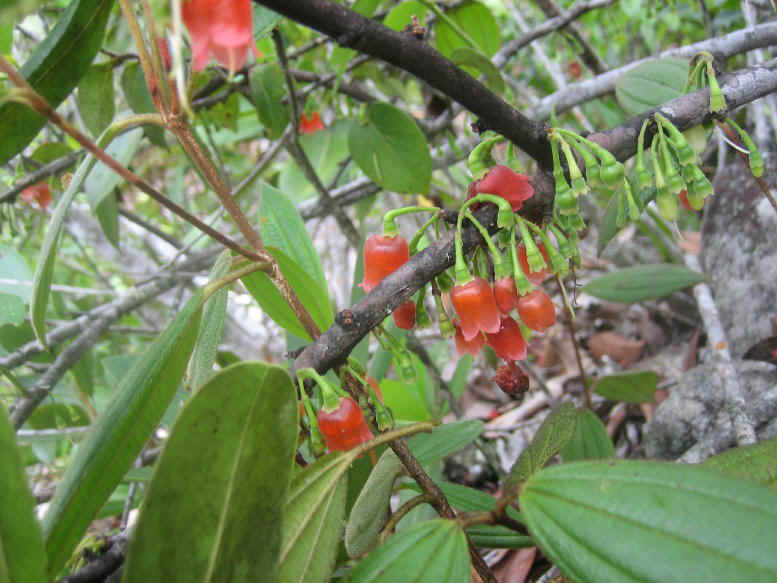 Eatable flowers Amazon.JPG (100658 bytes)