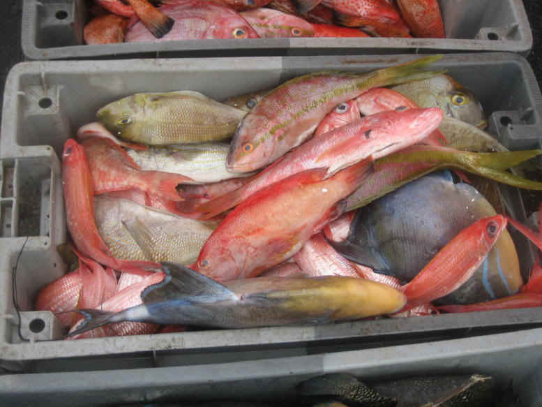 Fish market Guadeloupe.JPG (86951 bytes)
